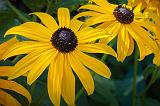 Black-eyed Susans_01522